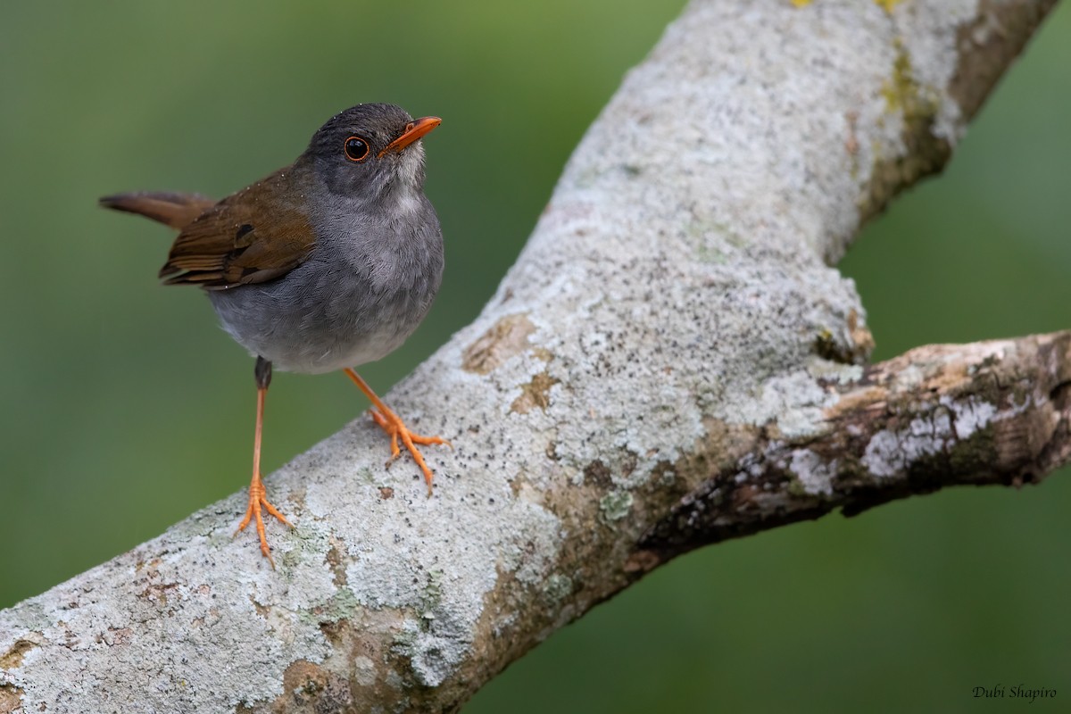 Orange-billed Nightingale-Thrush - Dubi Shapiro