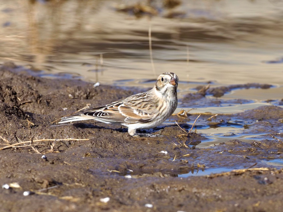 Lapland Longspur - ML281713051
