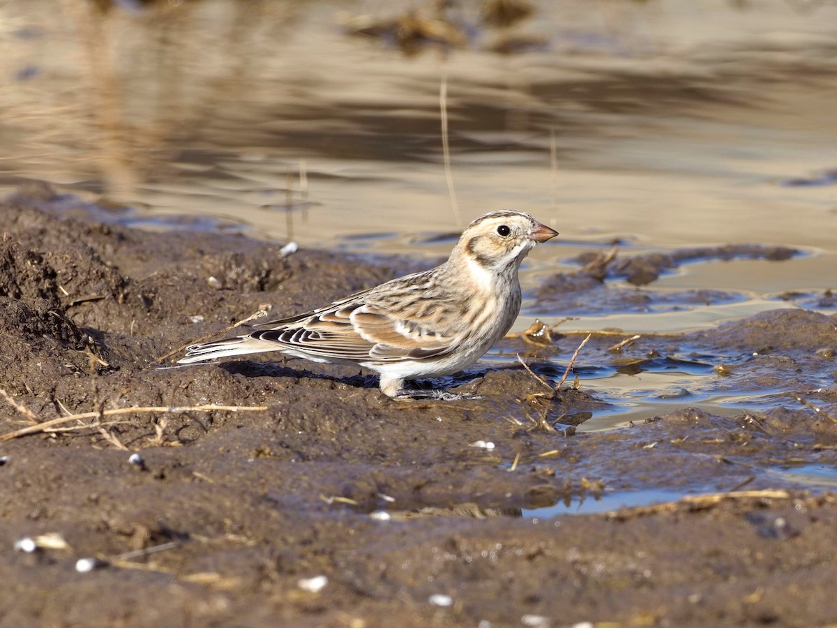 Lapland Longspur - ML281713091
