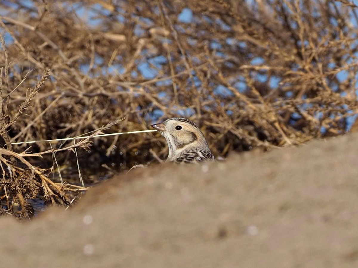 Lapland Longspur - ML281713141