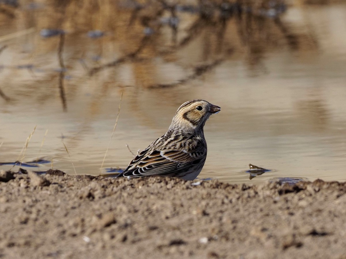 Lapland Longspur - ML281713221