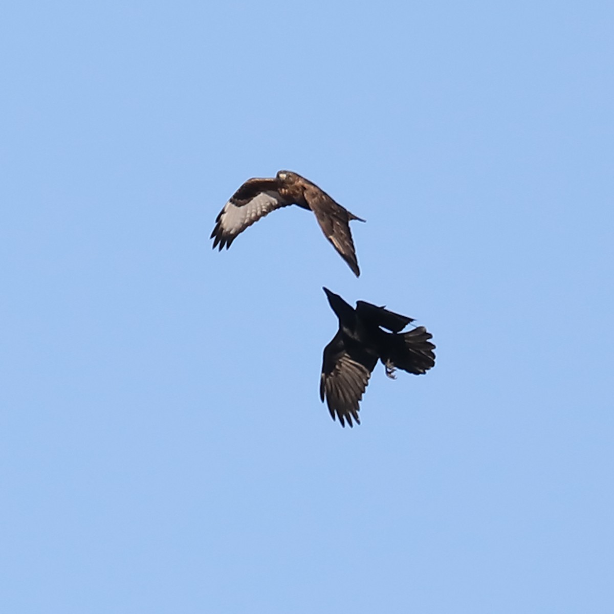 Rough-legged Hawk - J Smith