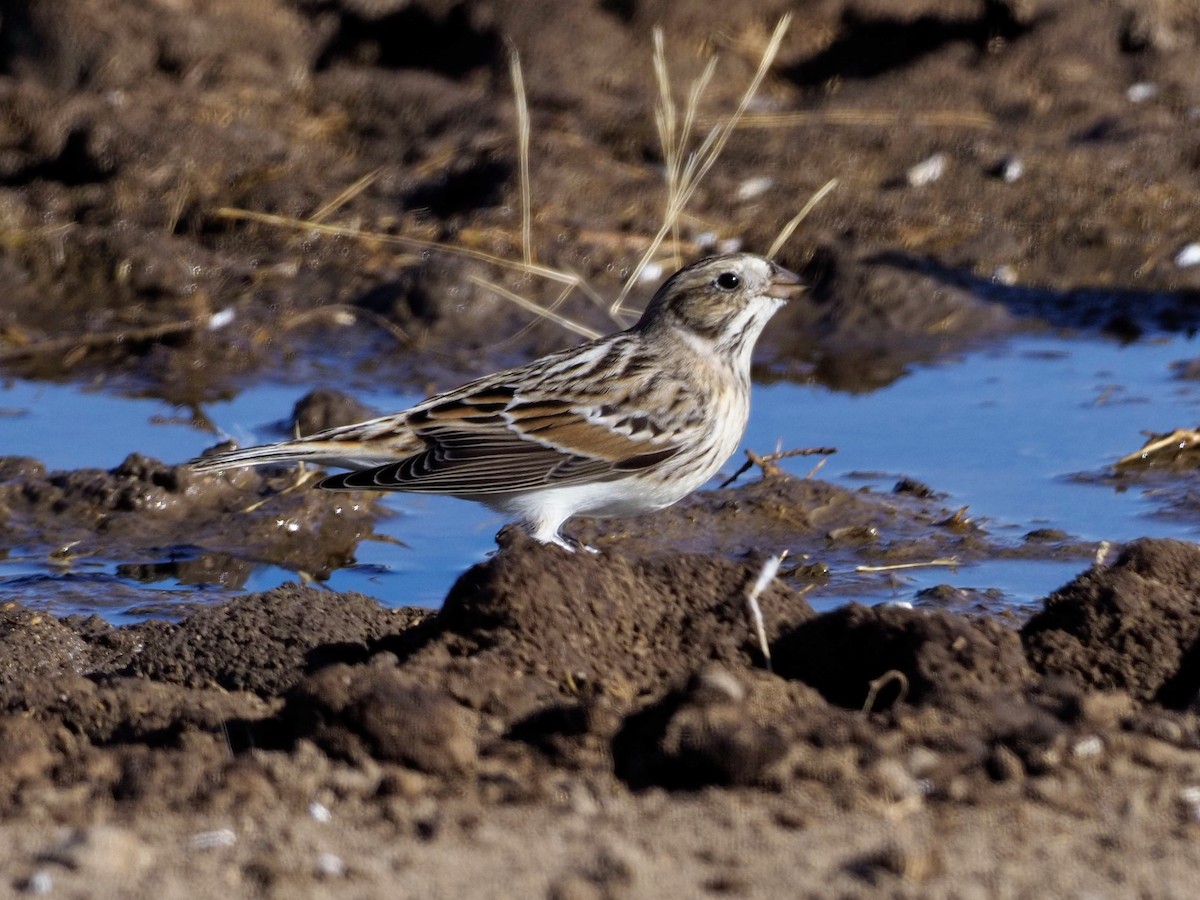 Lapland Longspur - ML281713321