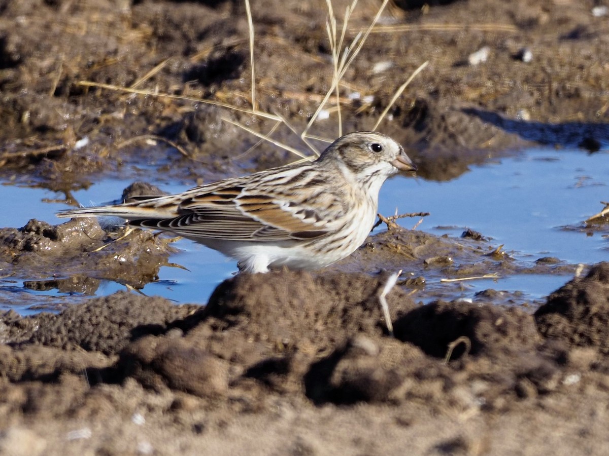 Lapland Longspur - ML281713431