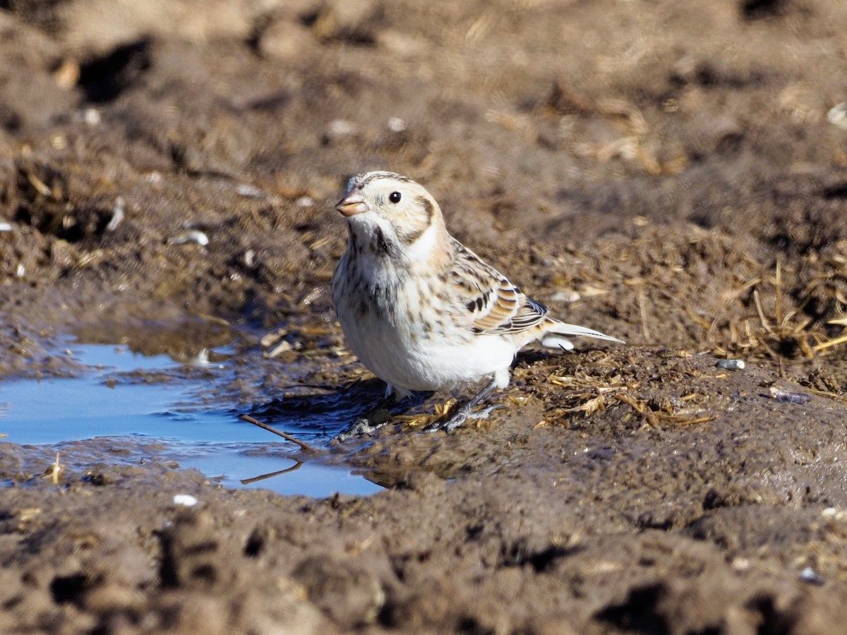 Lapland Longspur - ML281713541