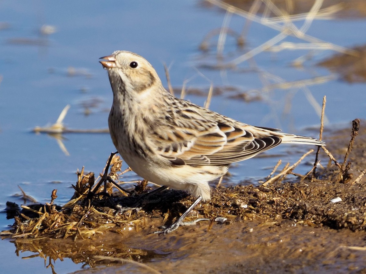 Lapland Longspur - ML281713681
