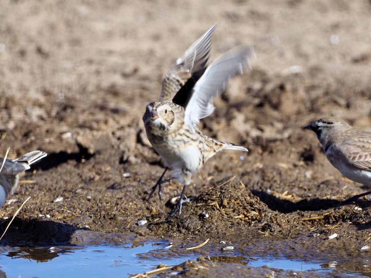 Lapland Longspur - ML281713991