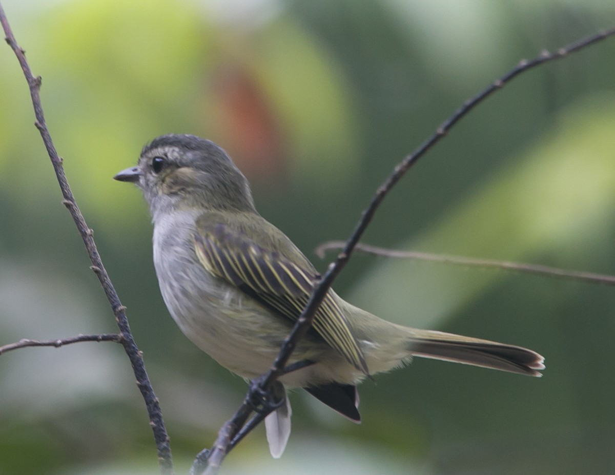 Mistletoe Tyrannulet - ML281714881