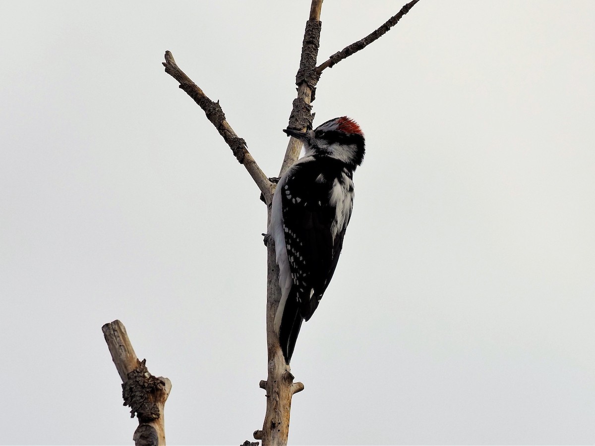 Hairy Woodpecker - John Bruder