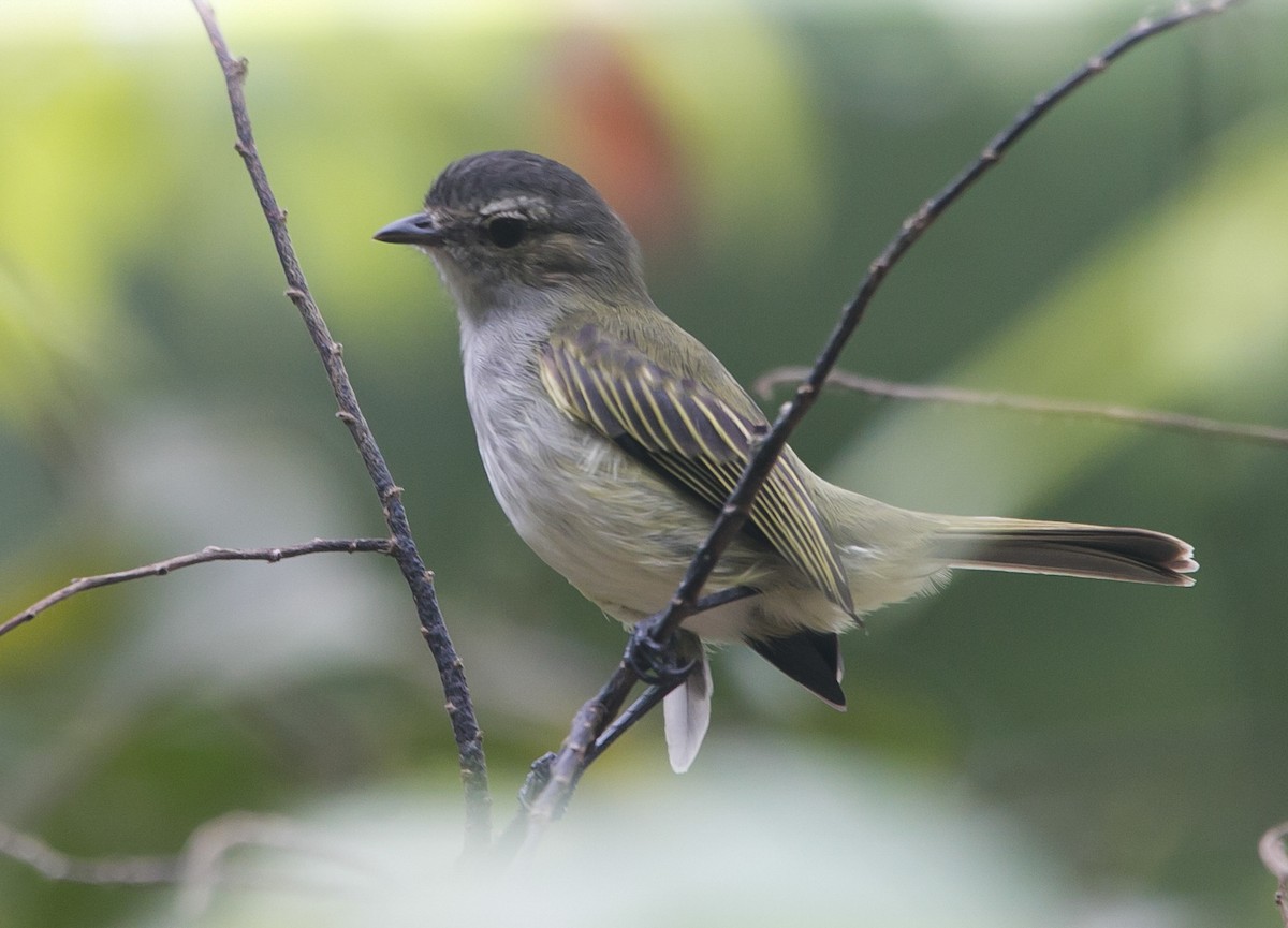 Mistletoe Tyrannulet - Isaias Morataya