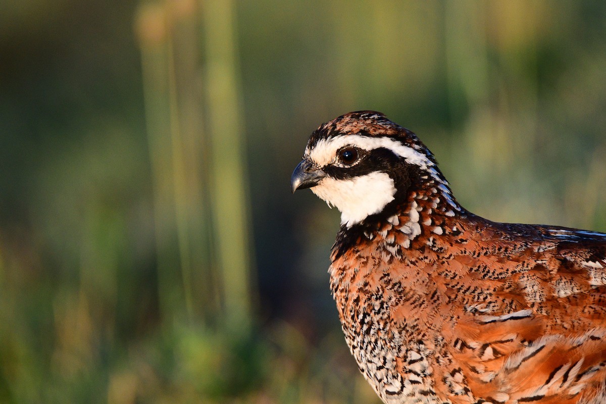 Northern Bobwhite - ML281715451