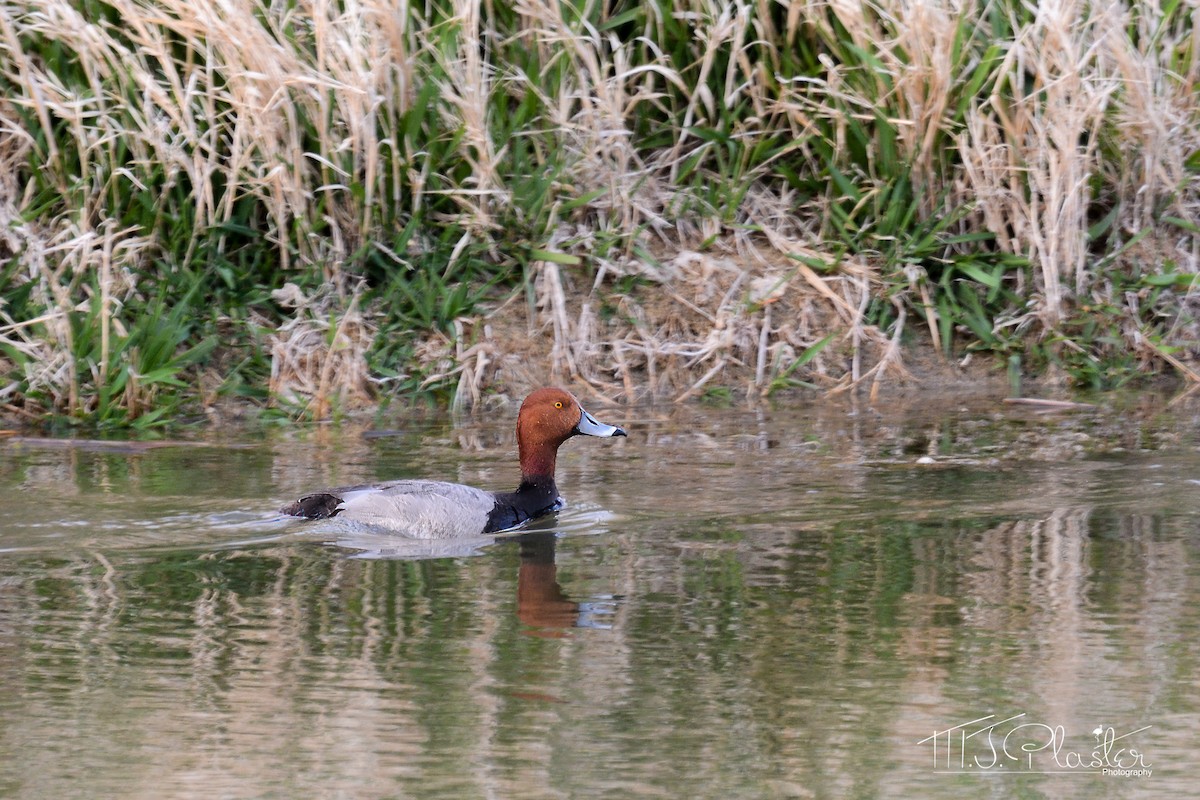 Redhead - ML281719401