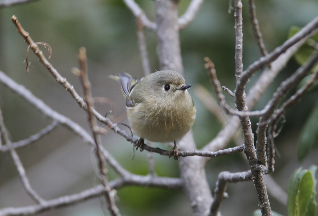 Ruby-crowned Kinglet - ML281720111