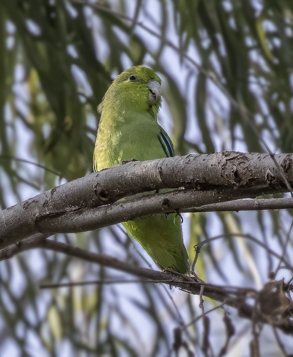 Mexican Parrotlet - ML281720131