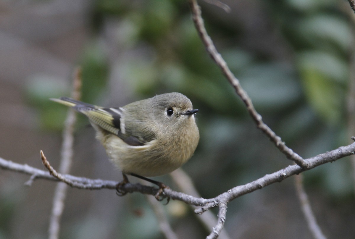 Ruby-crowned Kinglet - Bill Hubick