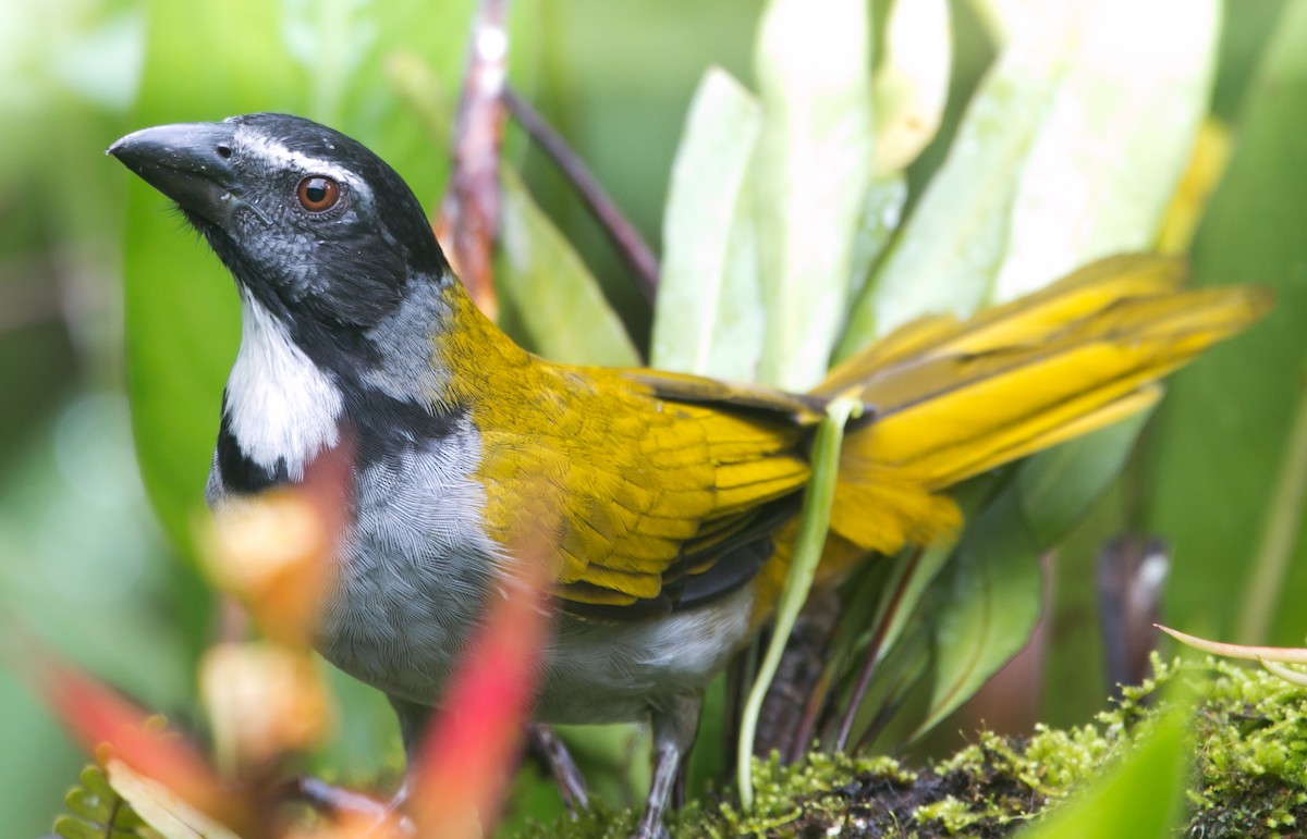 Black-headed Saltator - Isaias Morataya