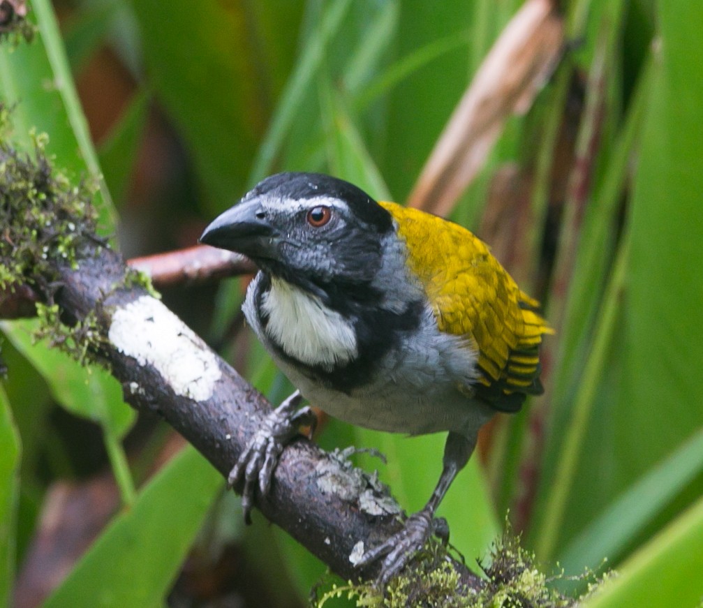 Black-headed Saltator - Isaias Morataya