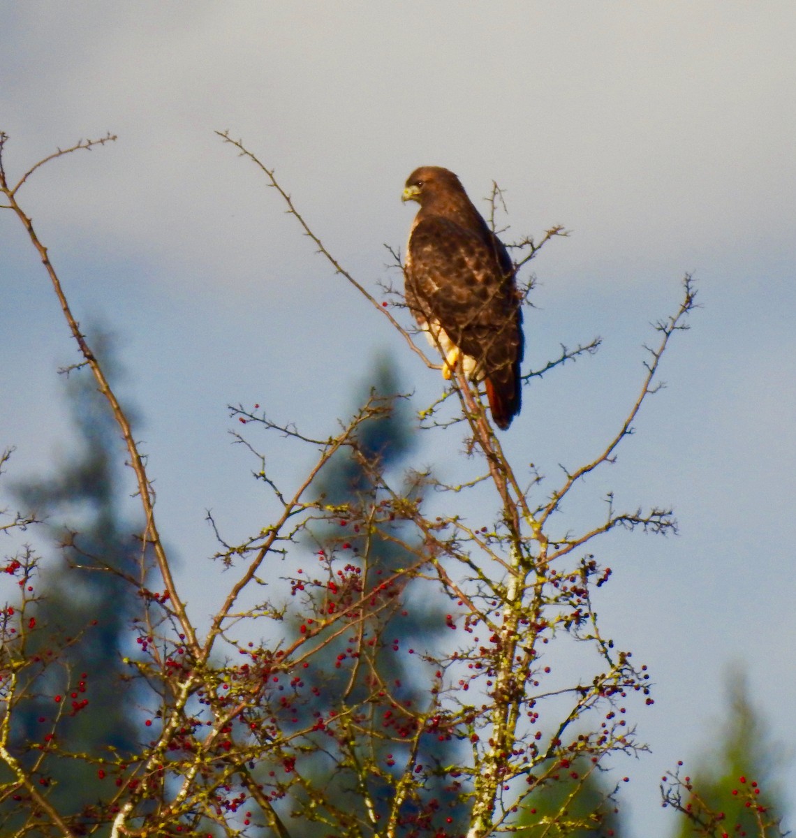 Red-tailed Hawk - ML281721951