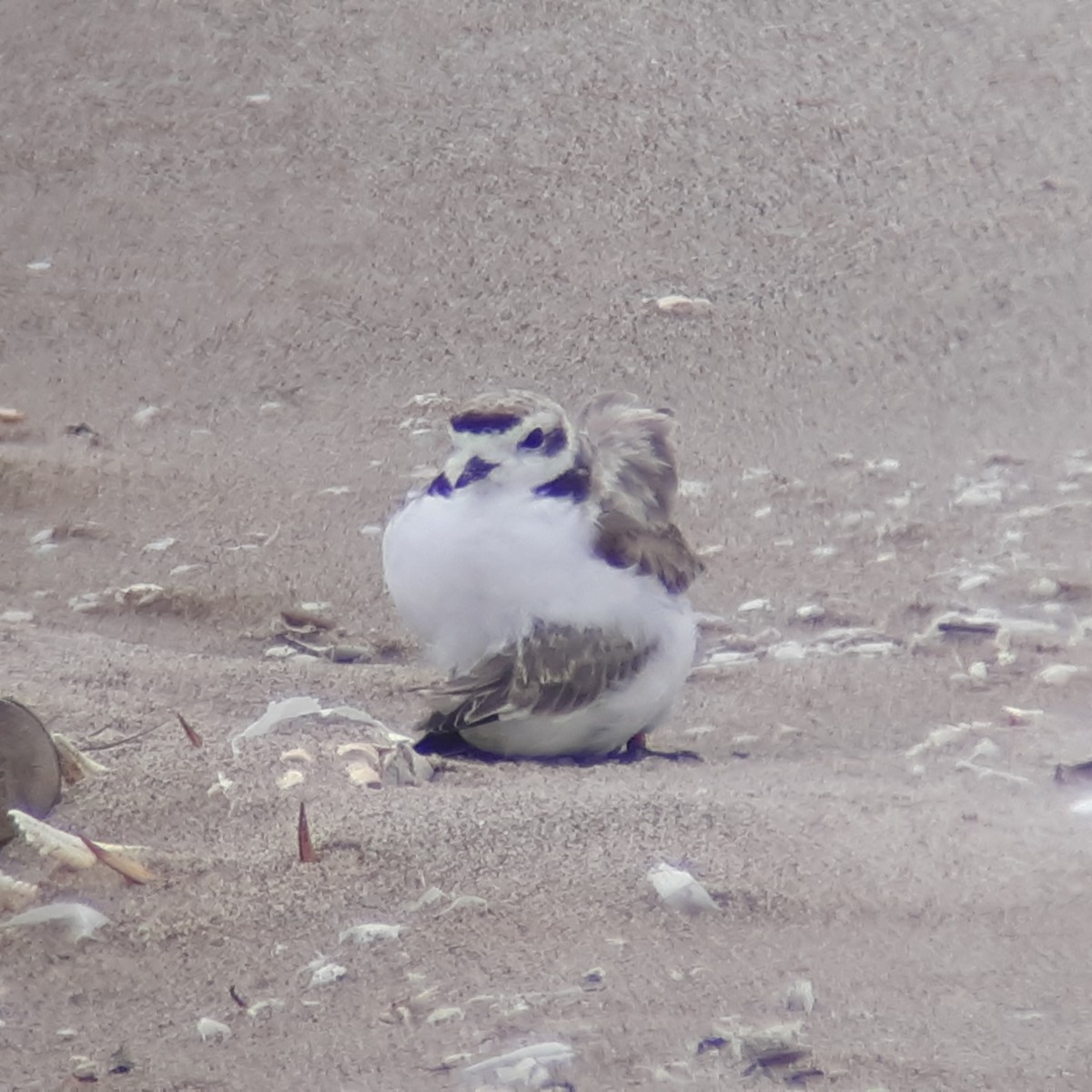 Snowy Plover - ML281722651