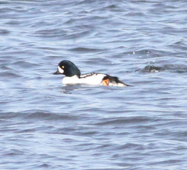 Barrow's Goldeneye - David Bates