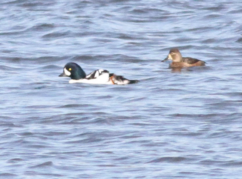 Barrow's Goldeneye - David Bates