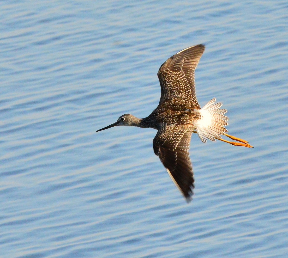 Lesser/Greater Yellowlegs - Bill Elrick