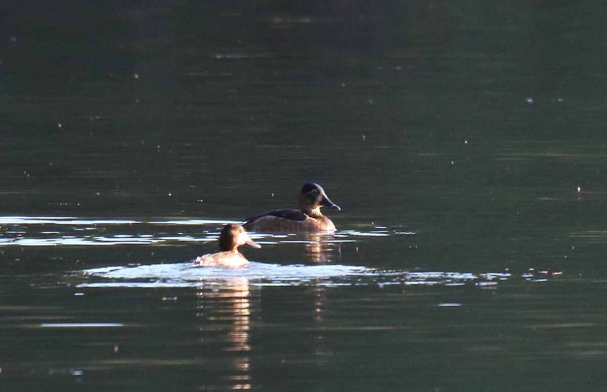 Ring-necked Duck - ML281725801