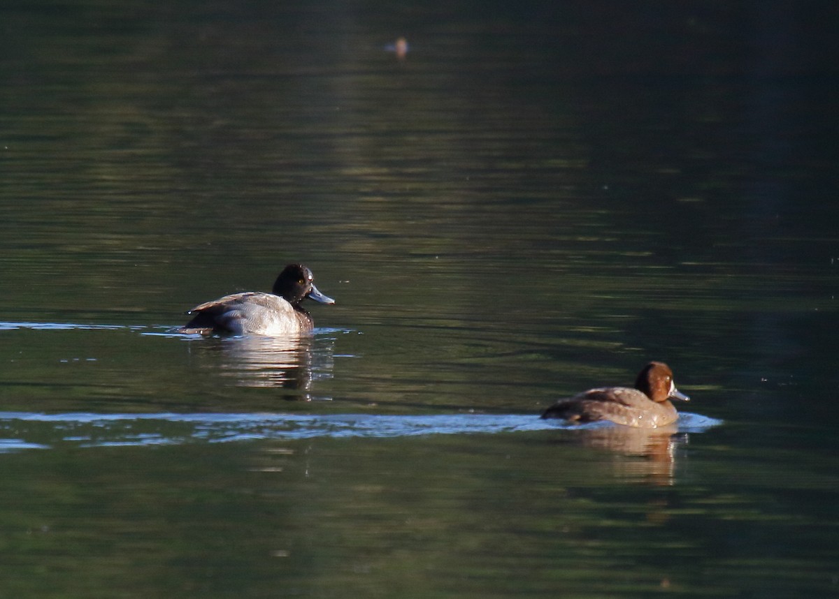 Lesser Scaup - ML281725891