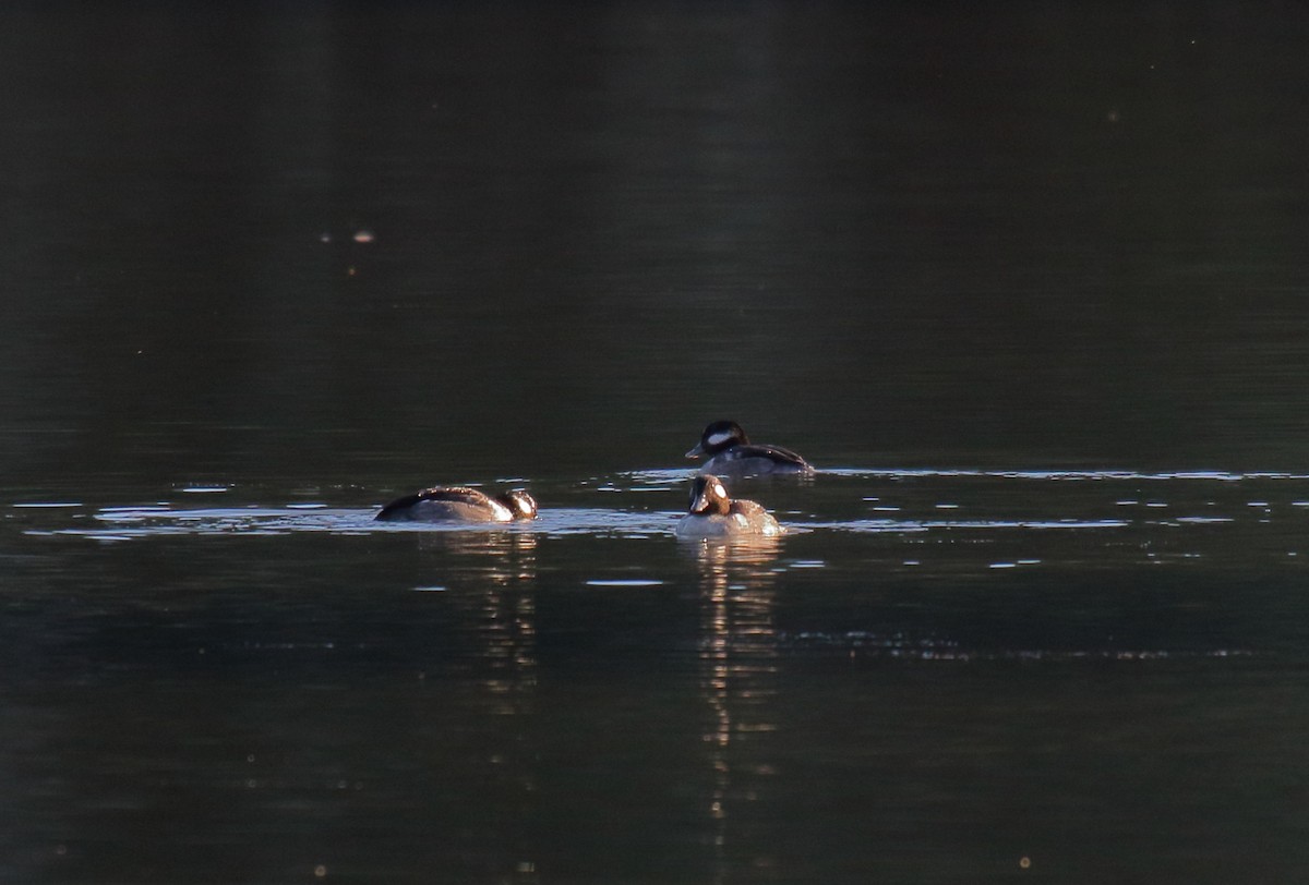 Bufflehead - ML281725961