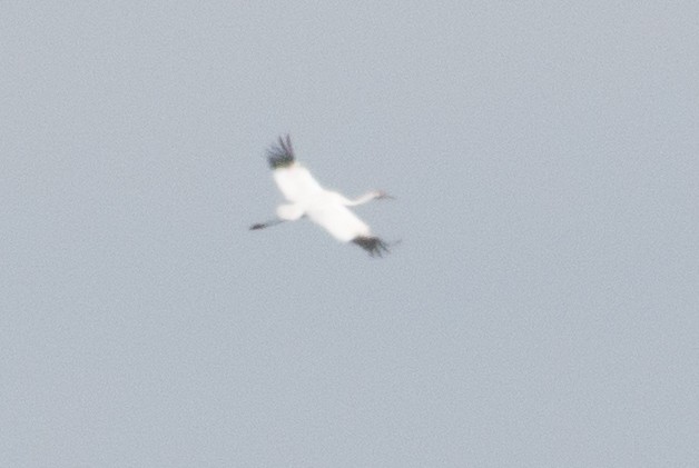 Whooping Crane - ML281727101