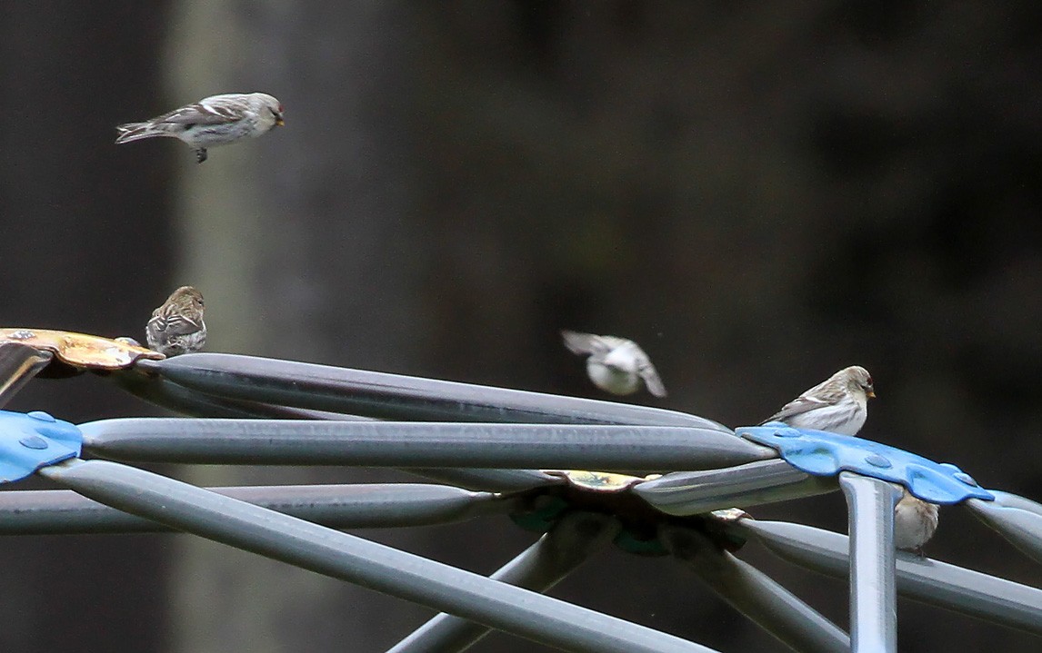 Redpoll (Hoary) - ML281727681