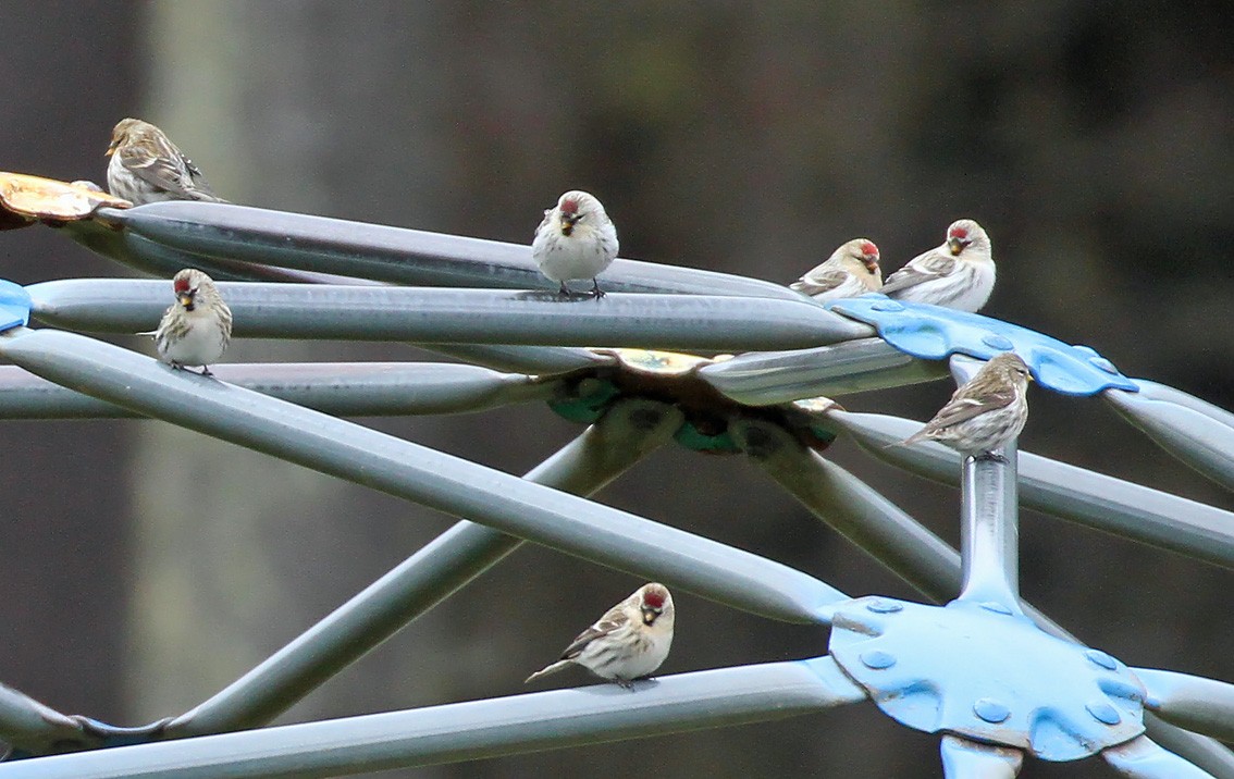 Redpoll (Hoary) - ML281727791