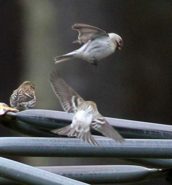 Redpoll (Hoary) - ML281727901