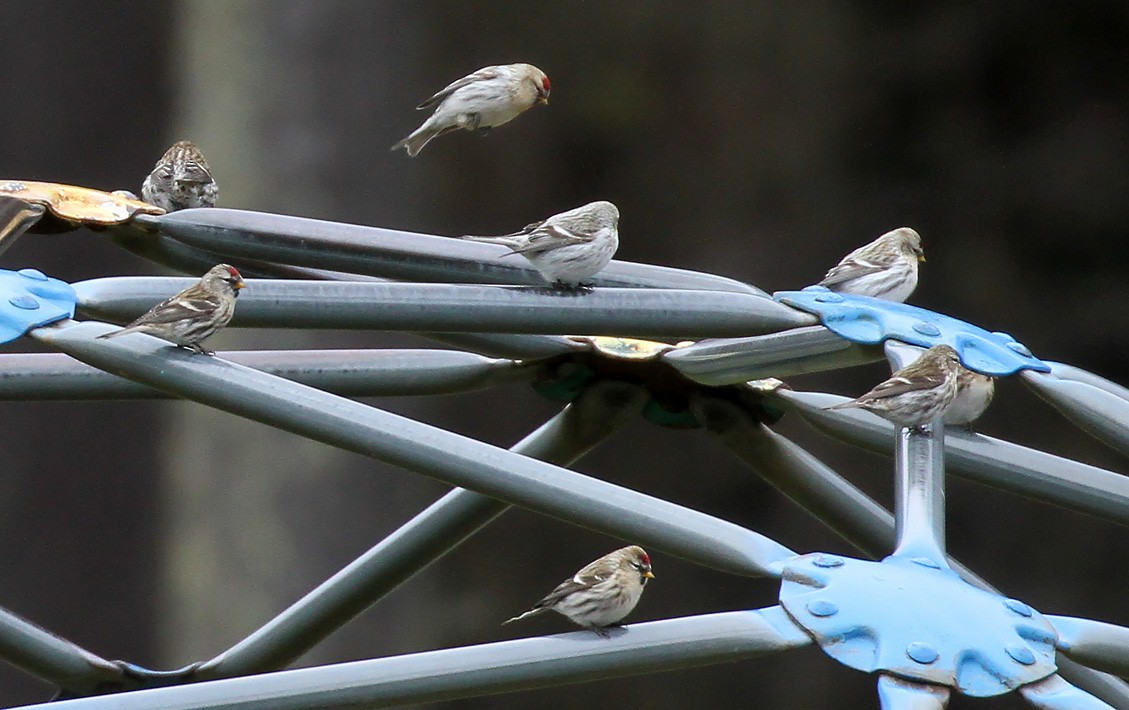 Redpoll (Hoary) - ML281727921