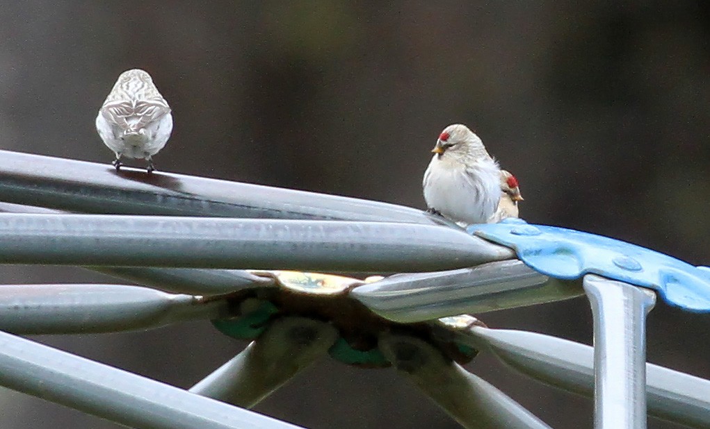 Redpoll (Hoary) - ML281727961