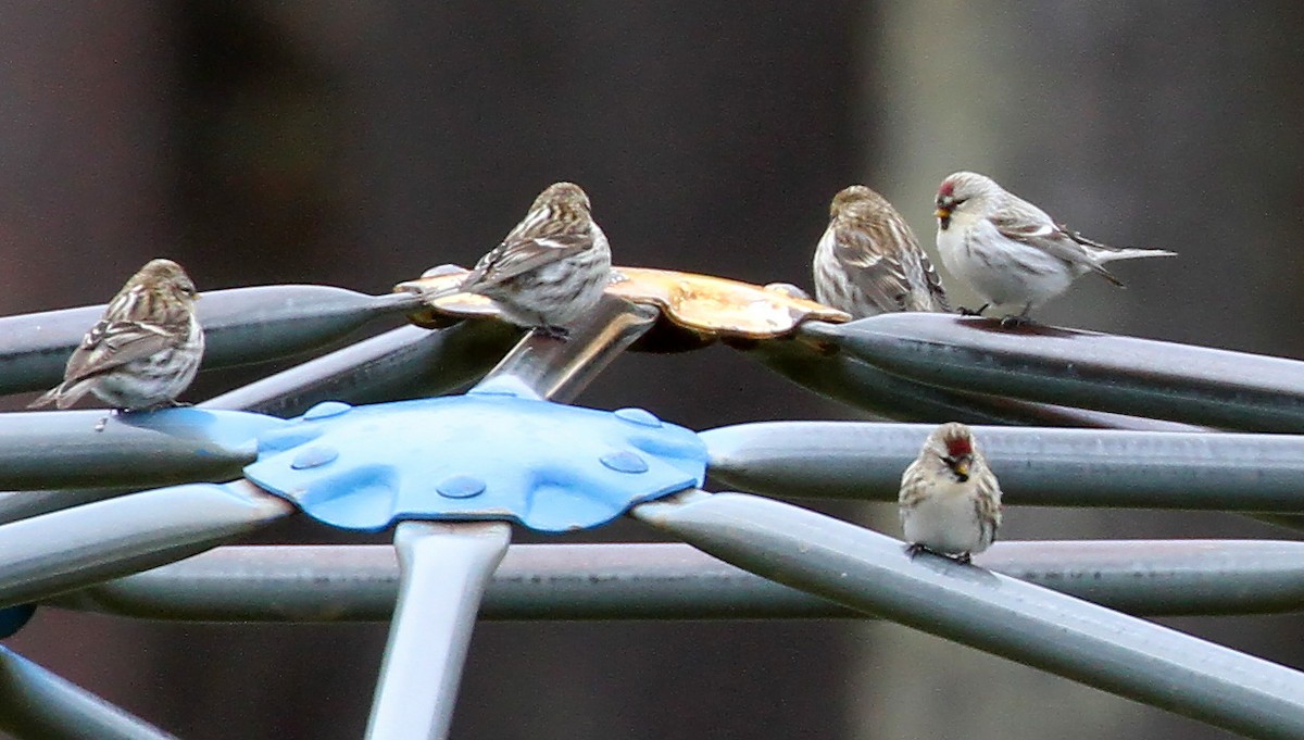 Redpoll (Hoary) - ML281728011