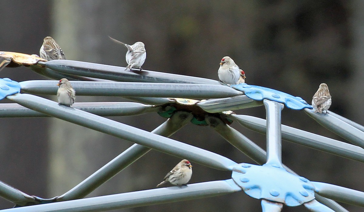 Redpoll (Hoary) - ML281728041
