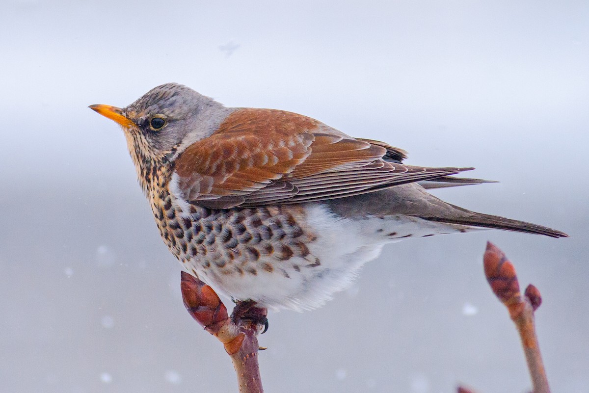 Fieldfare - Emin Yogurtcuoglu I birddetective