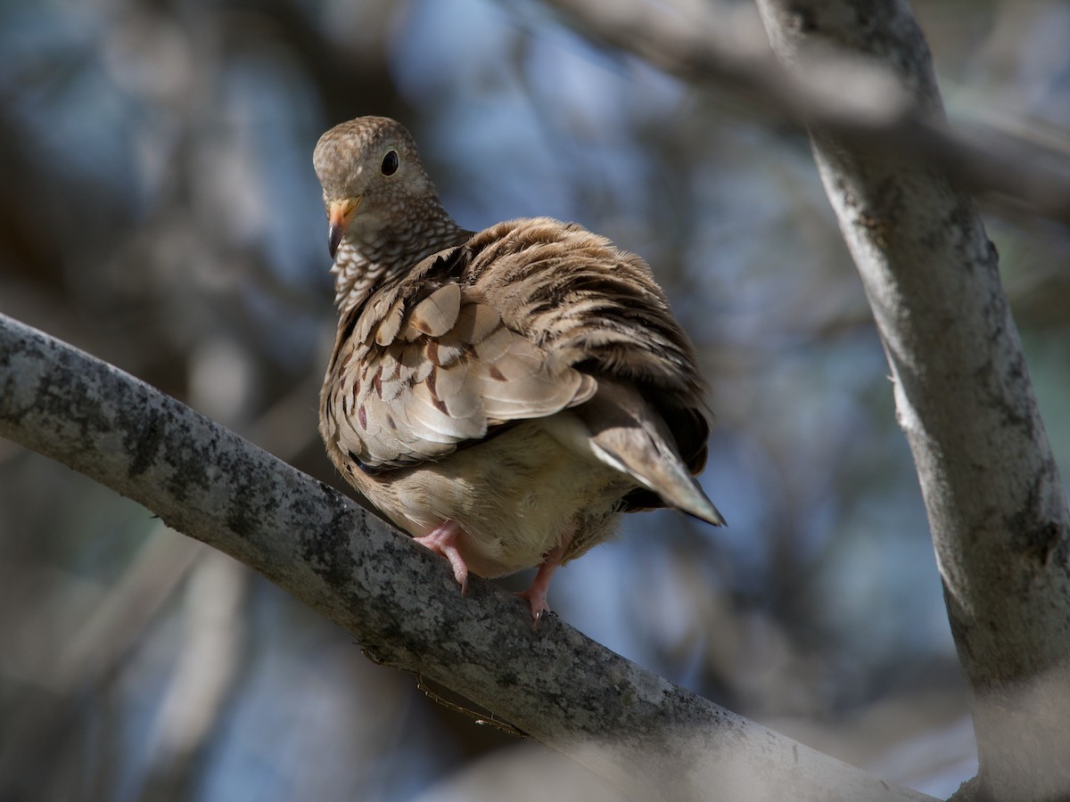 Common Ground Dove - ML281728921