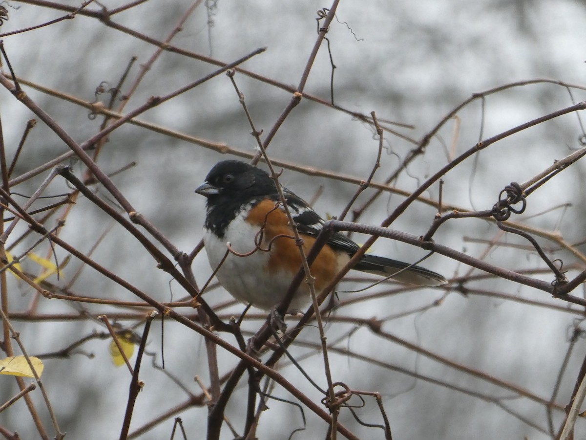 Spotted Towhee - ML281731431