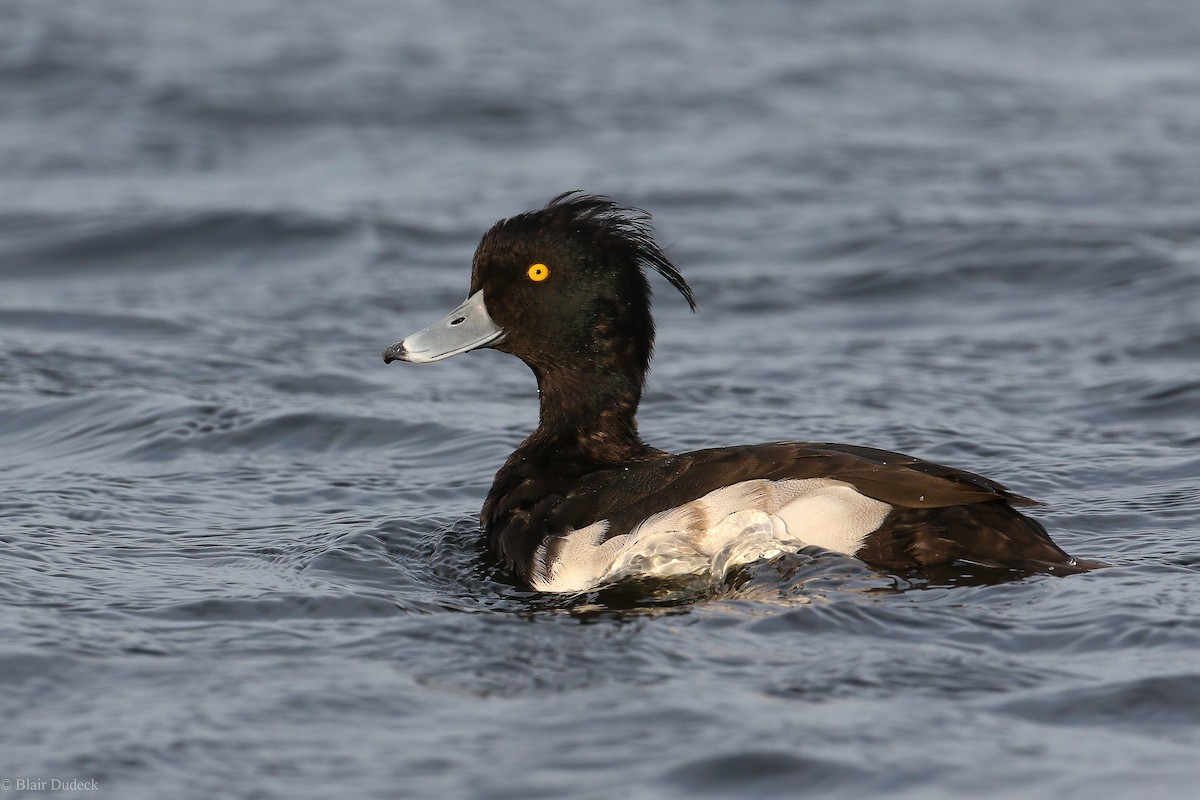 Tufted Duck - Blair Dudeck