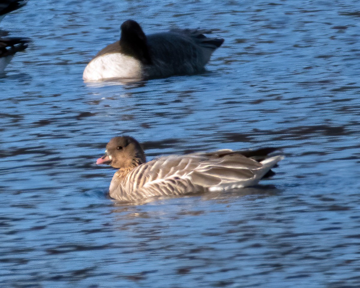 Pink-footed Goose - ML281732031