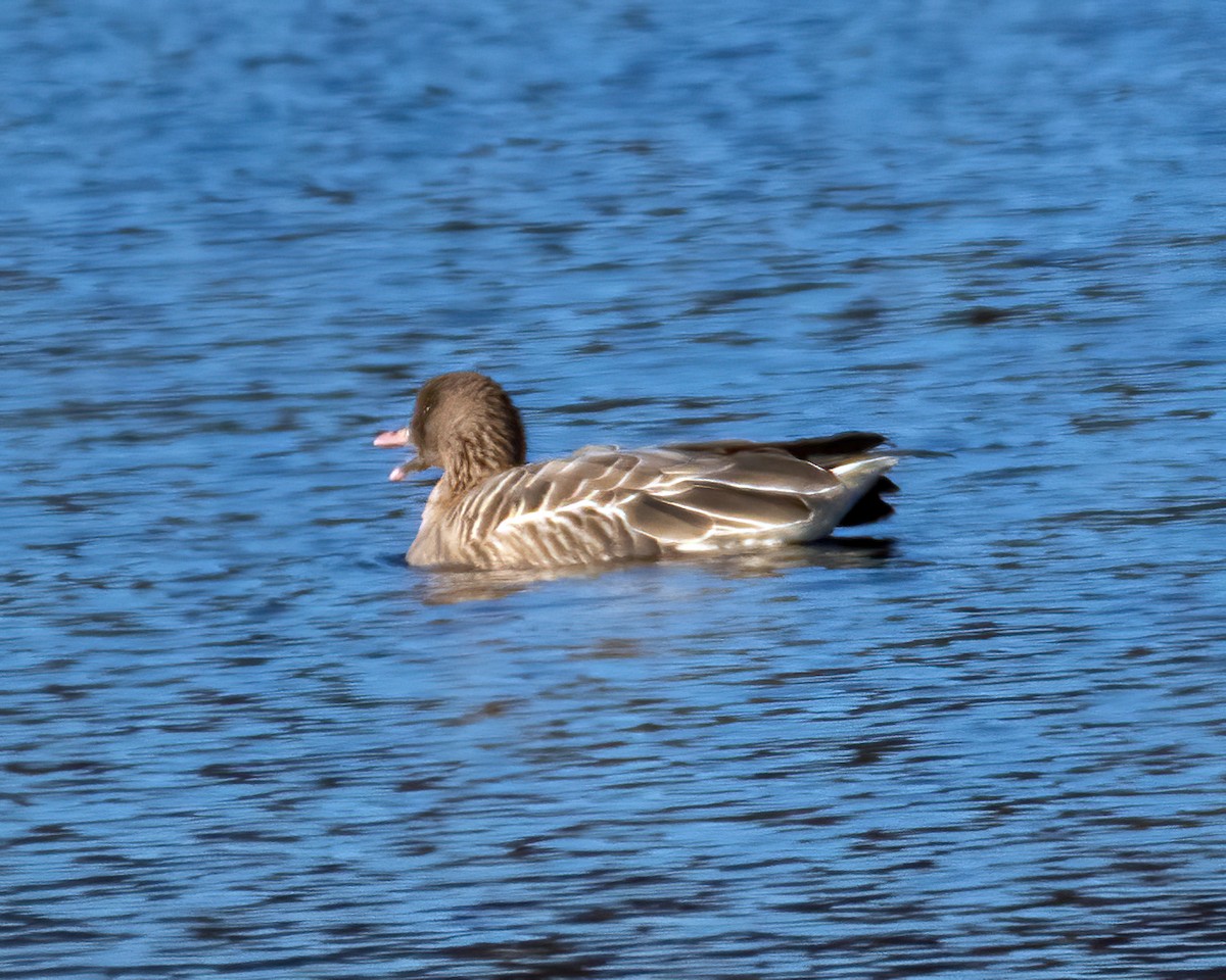 Pink-footed Goose - ML281732041