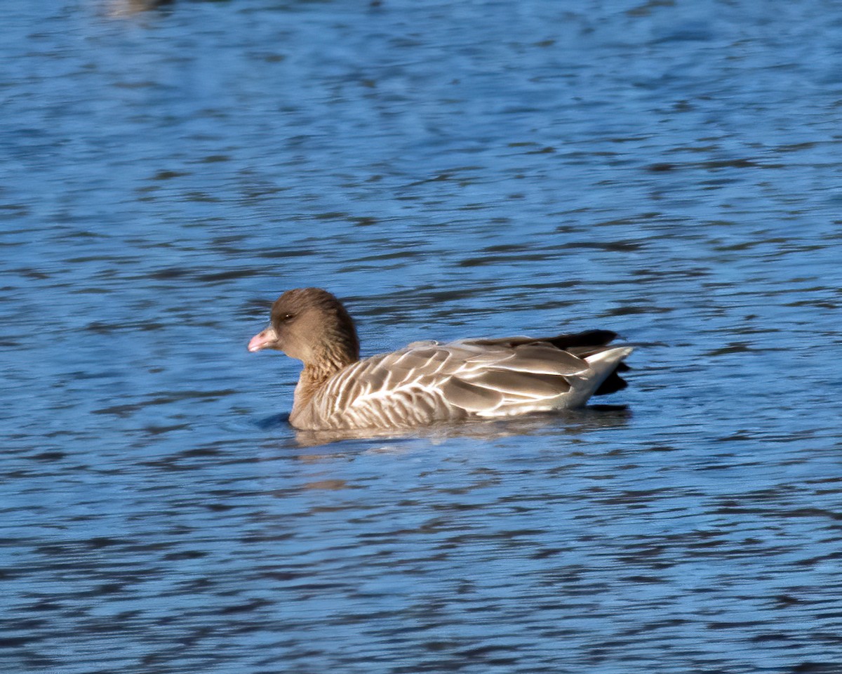 Pink-footed Goose - ML281732051