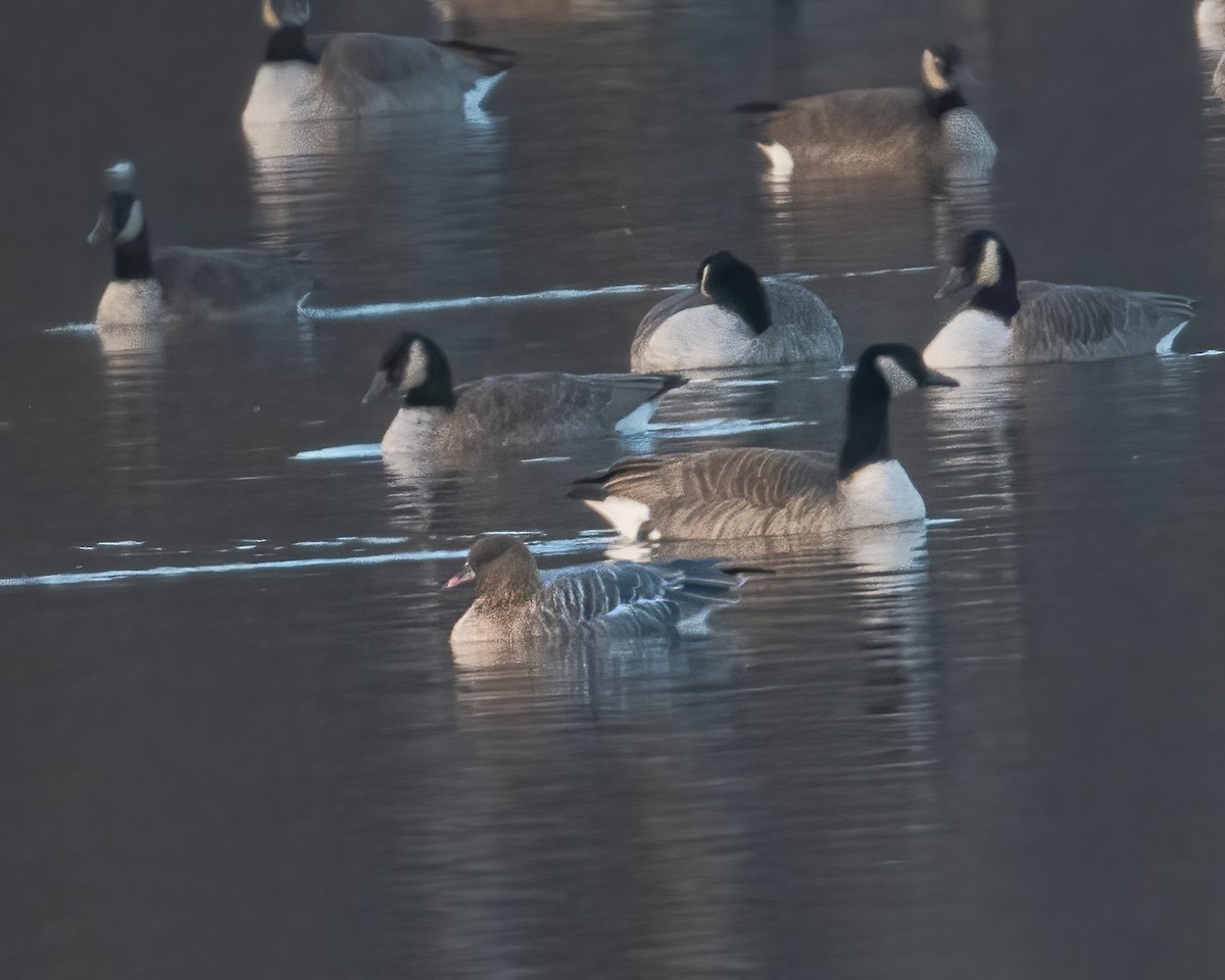 Pink-footed Goose - ML281732061