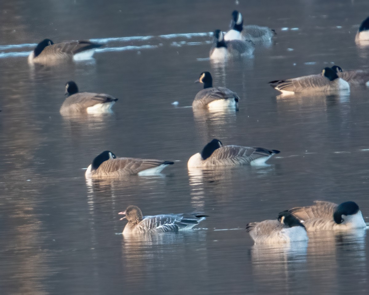 Pink-footed Goose - ML281732091