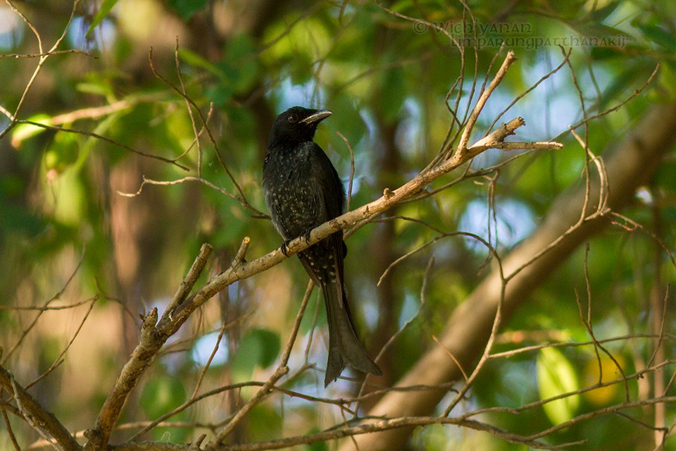 Crow-billed Drongo - Wich’yanan Limparungpatthanakij
