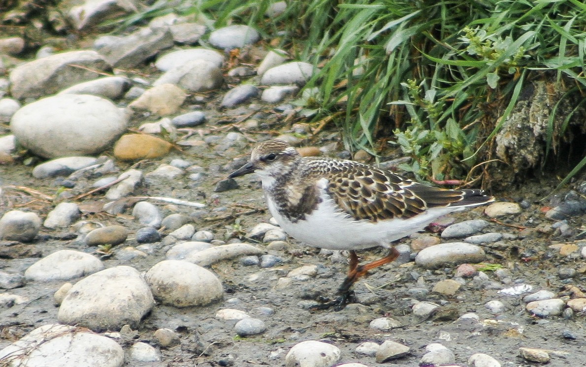 Ruddy Turnstone - ML281735331