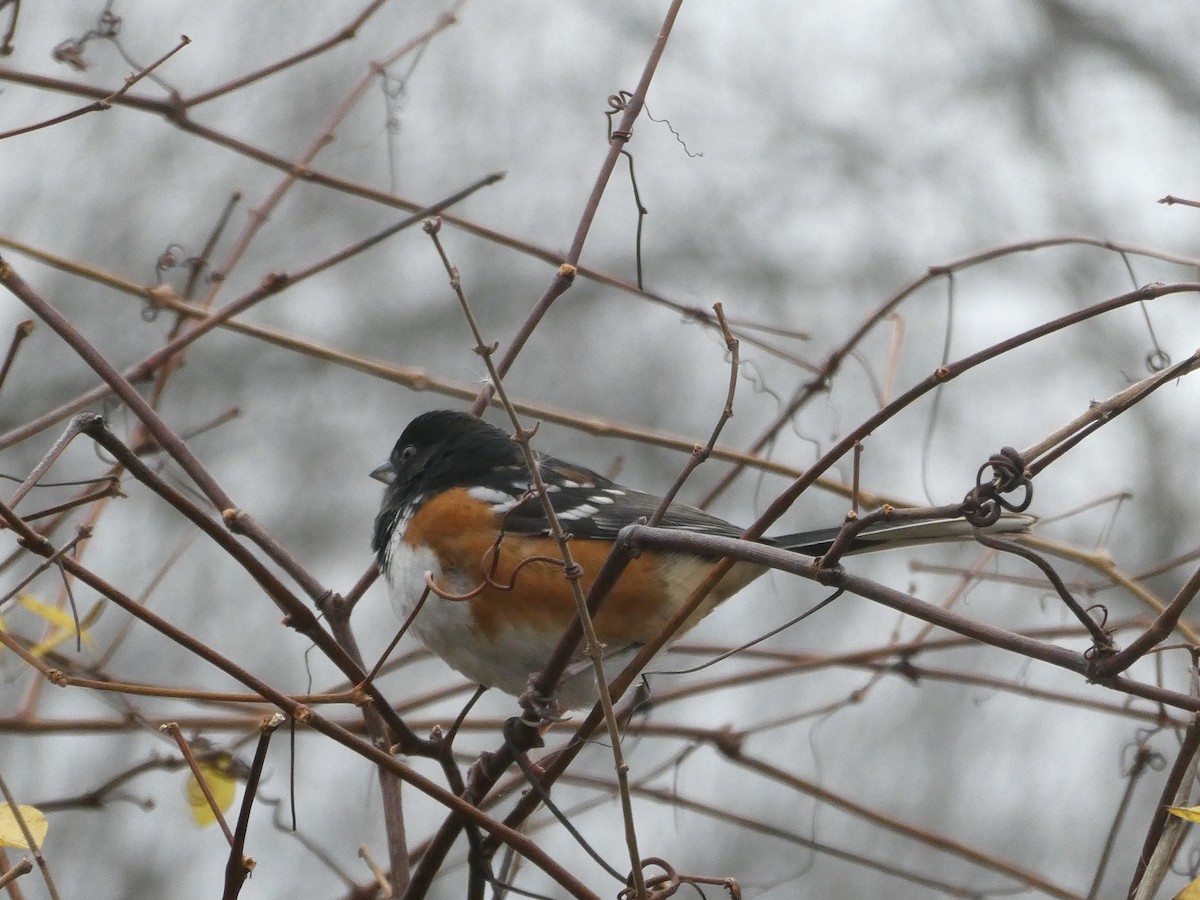 Spotted Towhee - ML281735931