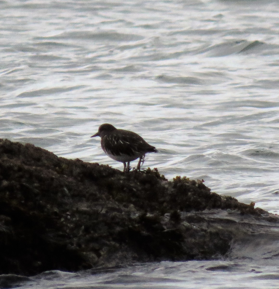 Black Turnstone - ML281736021